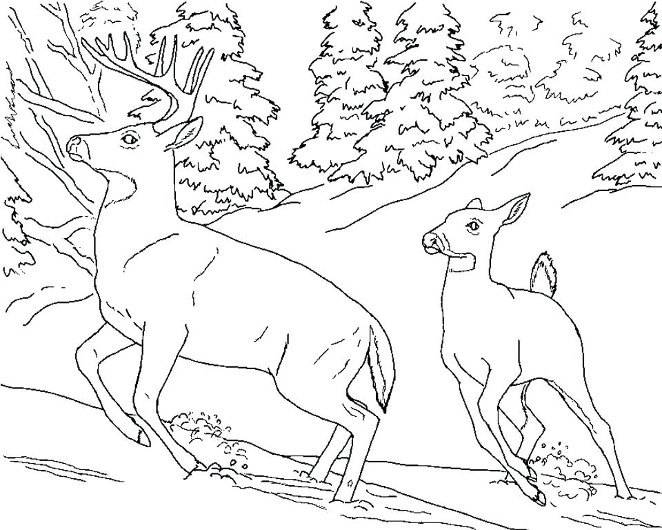 960x768 Whitetail Deer Coloring Pages Printable Deer Coloring Pages White
