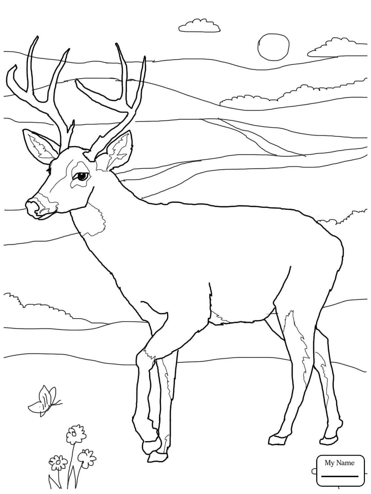 1224x1632 Coloring Pages For Kids White Tailed Deers White Tail Deer Baby