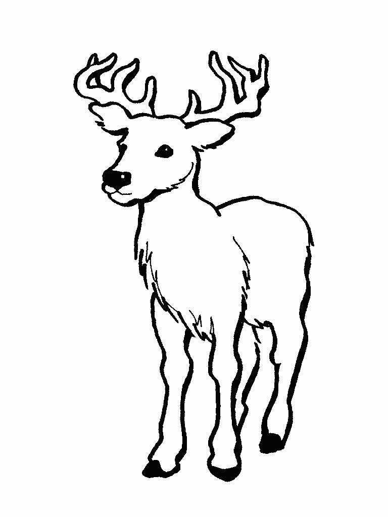 768x1024 Deer Coloring Pages