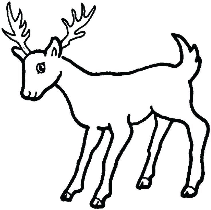 736x732 Deer Coloring Pages To Print Front View Deer Coloring Pages