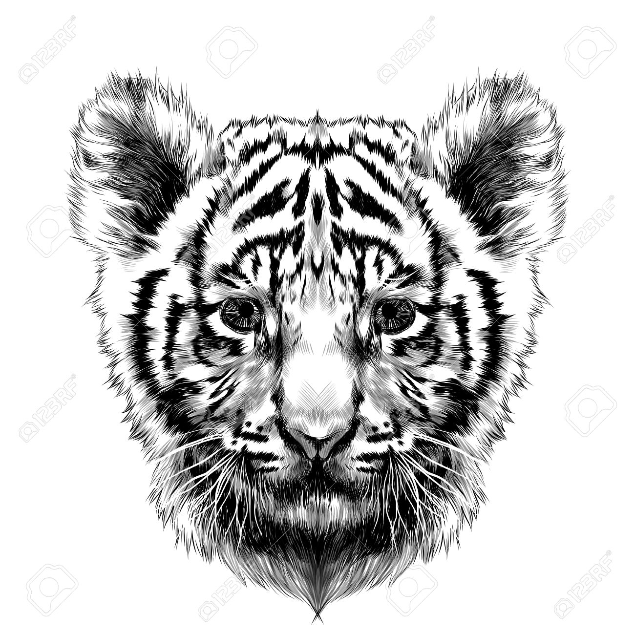 1300x1300 Tiger Cub Head Sketch Vector Graphics Black And White Drawing