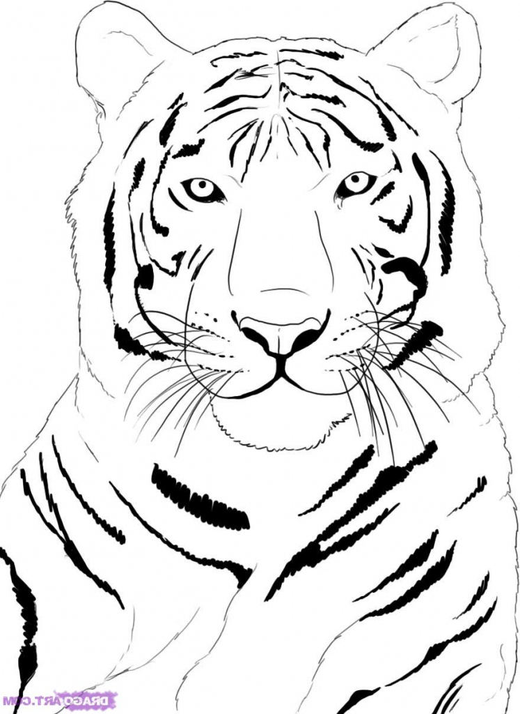 747x1024 Tiger Drawing Step By Step How To Draw A White Tiger Step Step