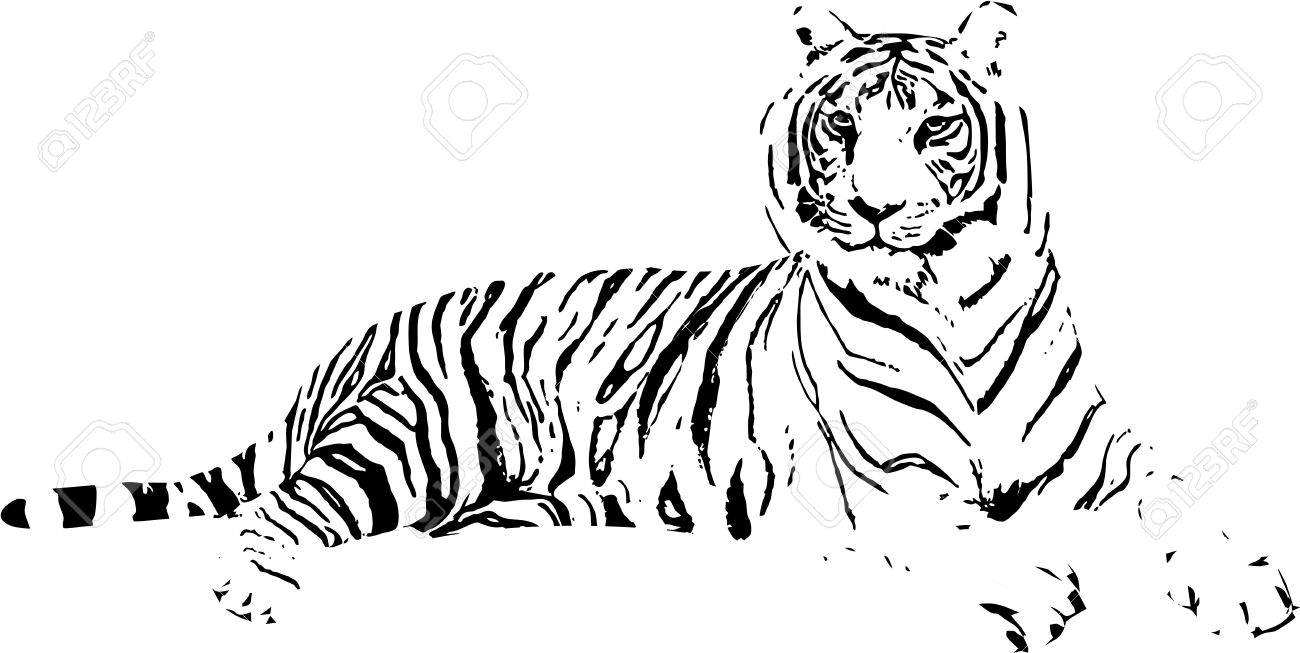 1300x653 Tiger Drawing Stock Photos. Royalty Free Business Images