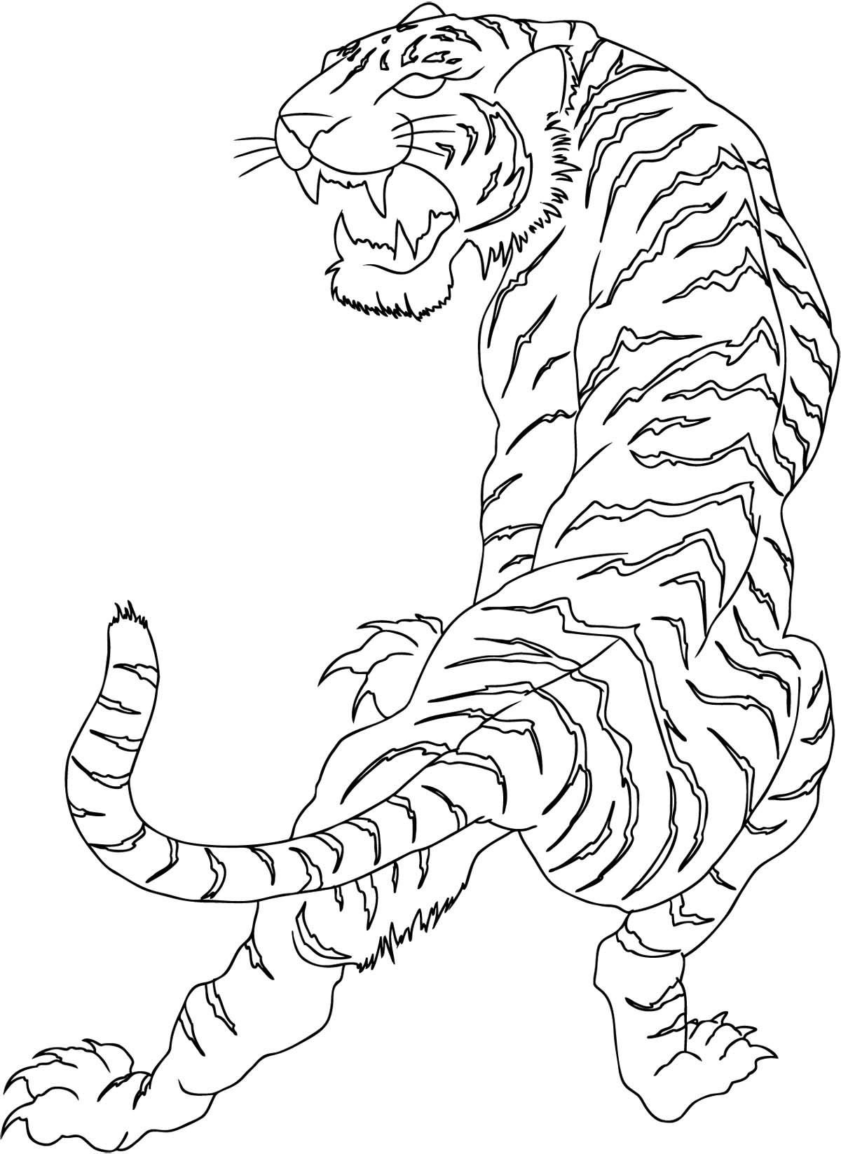 1200x1647 Indonesian White Tiger Drawing