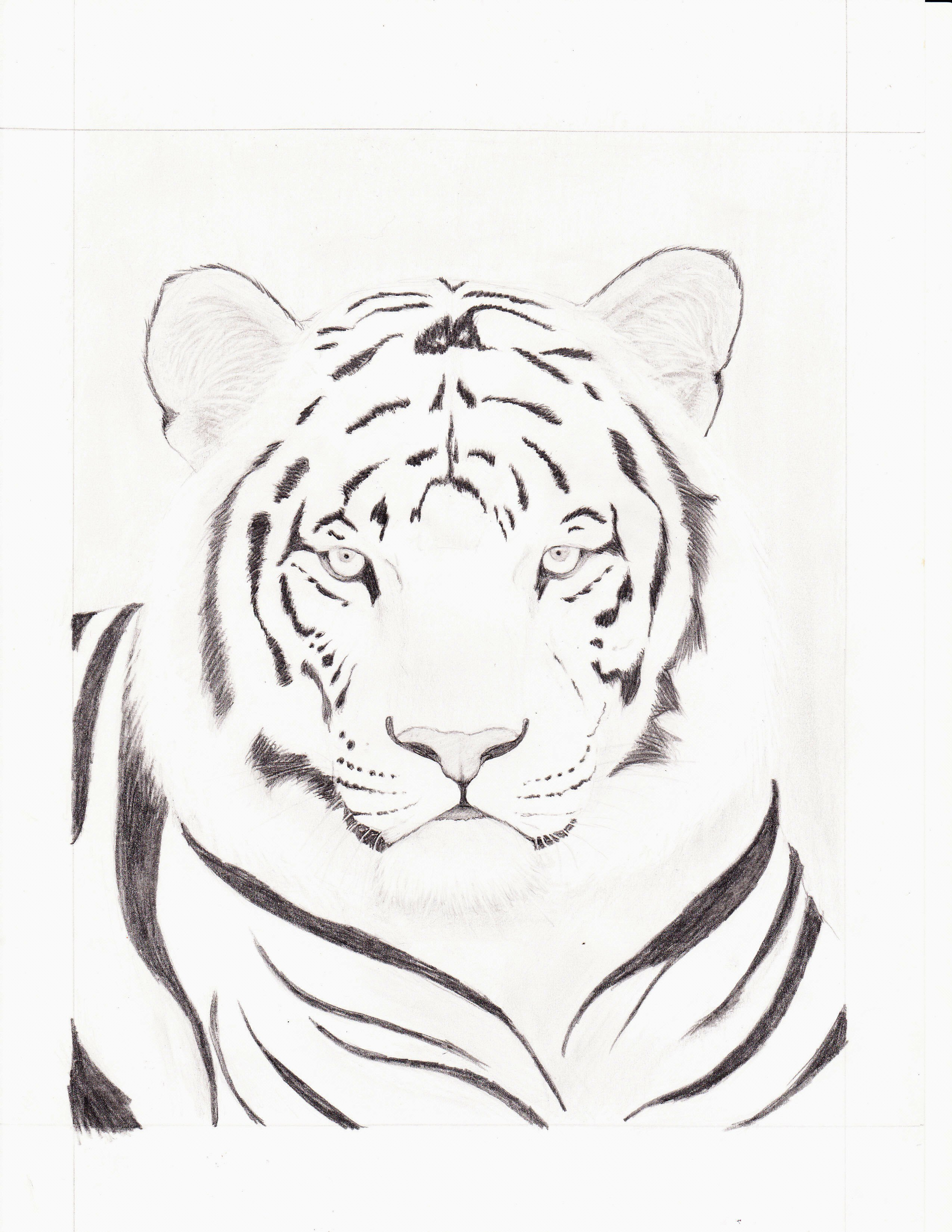 2549x3299 Drawing Of A White Tiger