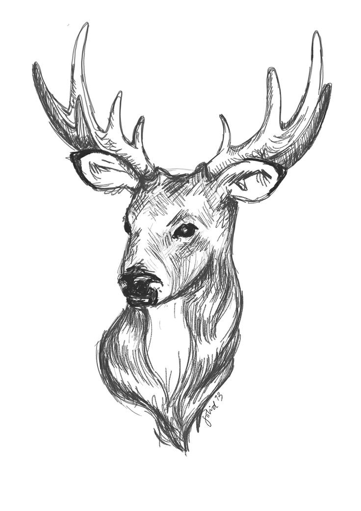 736x1041 Drawn Deer Doodle