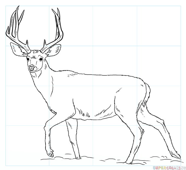 630x575 How To Draw A Mule Deer Step By Step Drawing Tutorials