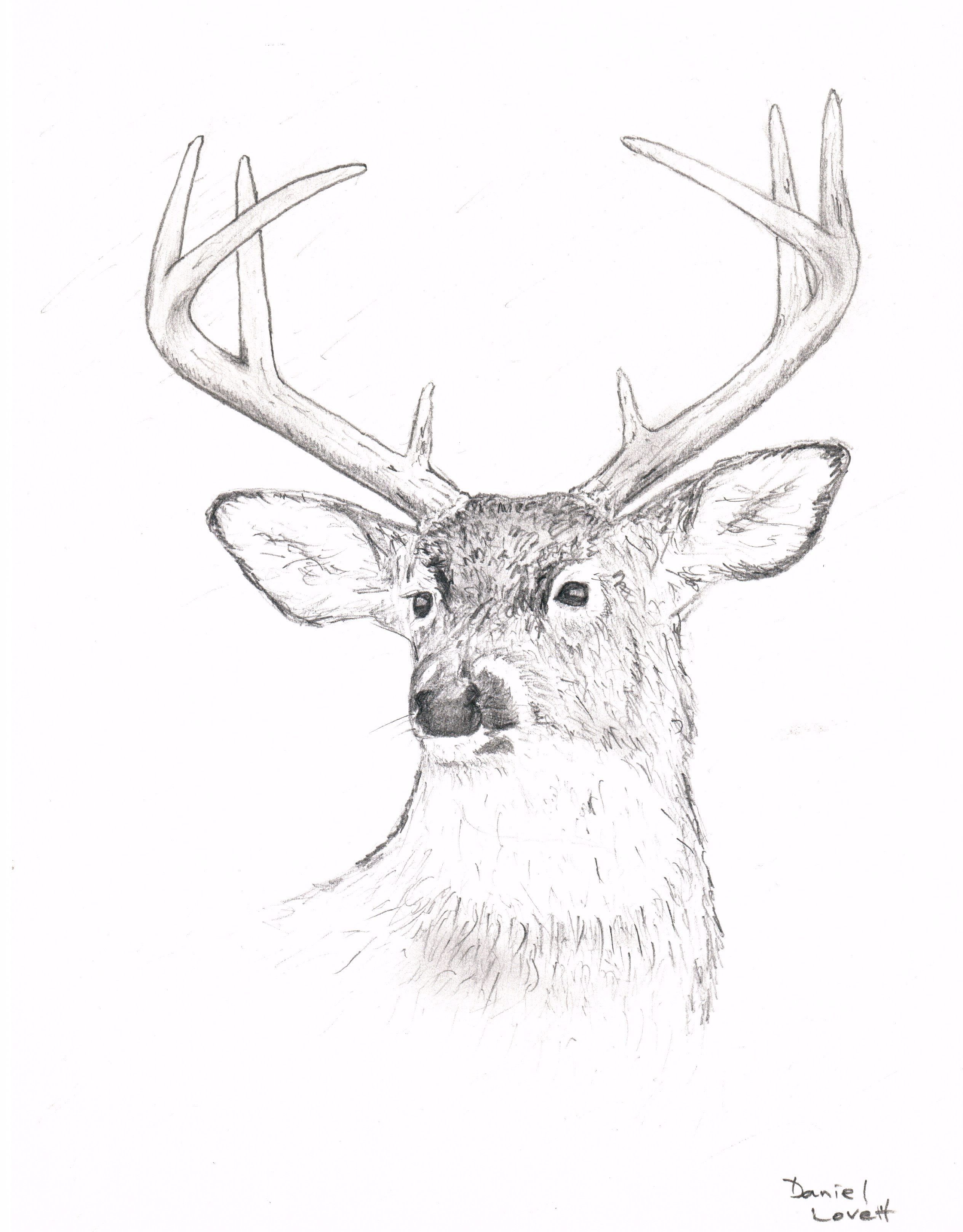 Whitetail Buck Drawing at GetDrawings | Free download