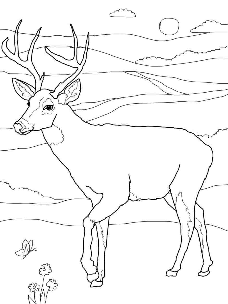 948x1264 To Saywhat A Lovely Connotation Yes! Full Body Whitetail Deer