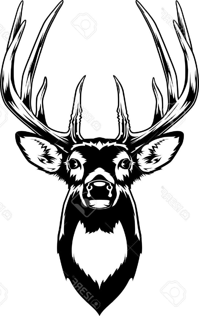 821x1300 Best Hd Head Clipart Whitetail Deer Pictures