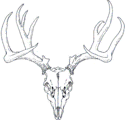 258x248 Buck Skull Clipart
