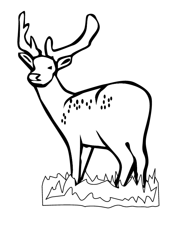 612x792 White Tailed Deer Coloring Page 284598