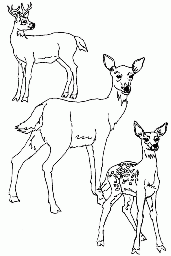 684x1024 White Tailed Deer Coloring Pages