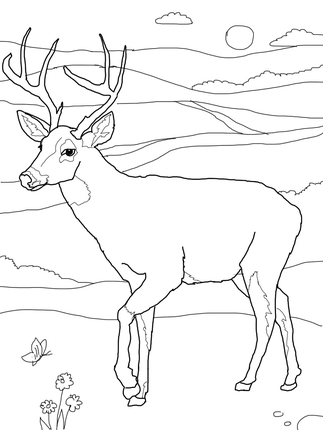 323x430 White Tailed Deer Coloring Page Quilting White