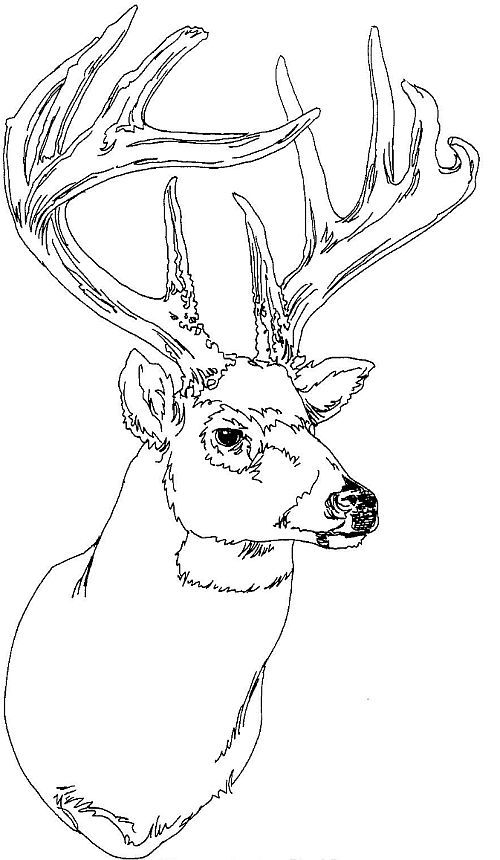 500x860 Adult Coloring Pages Deers