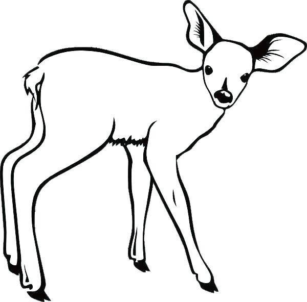 Whitetail Deer Drawing at GetDrawings | Free download