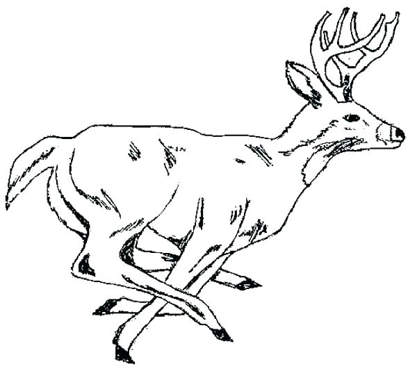 600x531 This Is Deer Coloring Pages Pictures