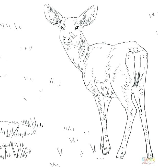 618x653 Whitetail Deer Coloring Pages Omnitutor.co