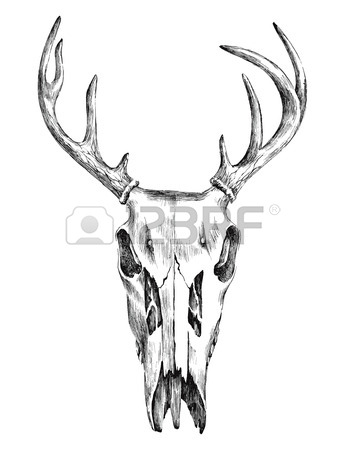 Whitetail Deer Skull Drawing at GetDrawings | Free download