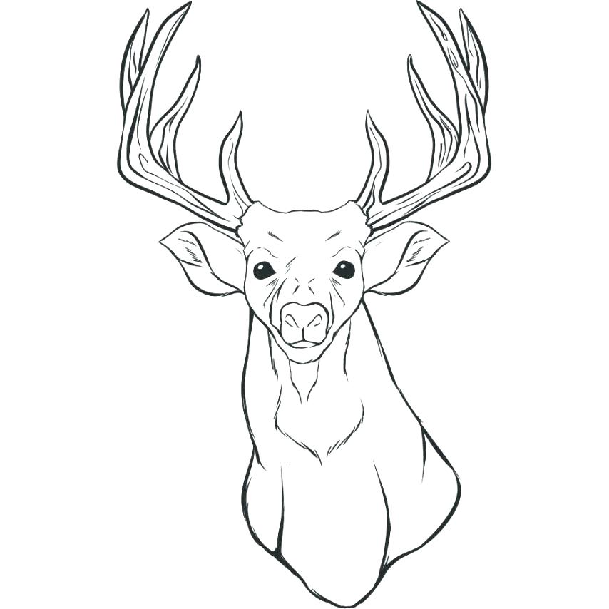854x854 This Is Deer Coloring Pages Pictures Coloring Pages Mammals Deer