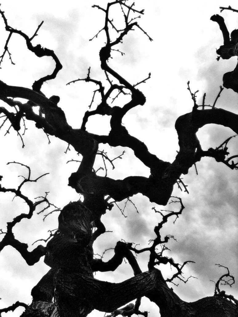 774x1032 Wicked Tree By Bluerayblacksoul