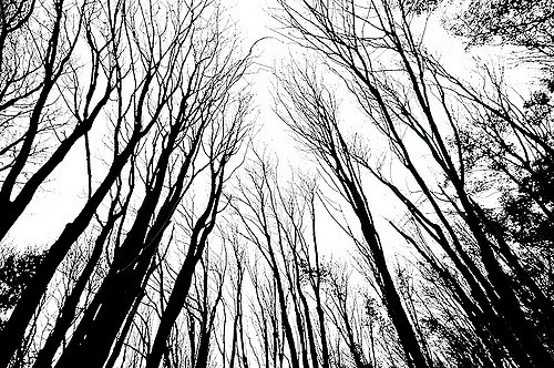 500x332 New Lens, Wicked Trees Jeff Faulkner