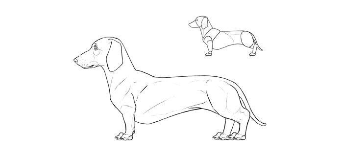 700x317 How To Draw A Dog Details Make The Difference