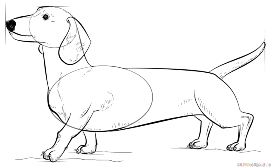 900x554 How To Draw A Dachshund Step By Step Drawing Tutorials