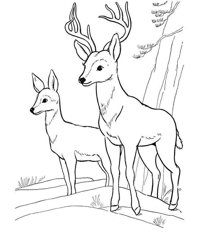 670x820 Deer Coloring Page Wild Animal Buck Deer Coloring Pages And Kids