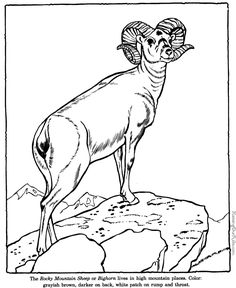 236x288 Drawings Of Wild Animals Animal Drawings Coloring Pages Wild