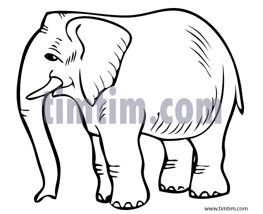 525x427 Free Drawing Of An Elephant 2 Bw From The Category Wild Animals