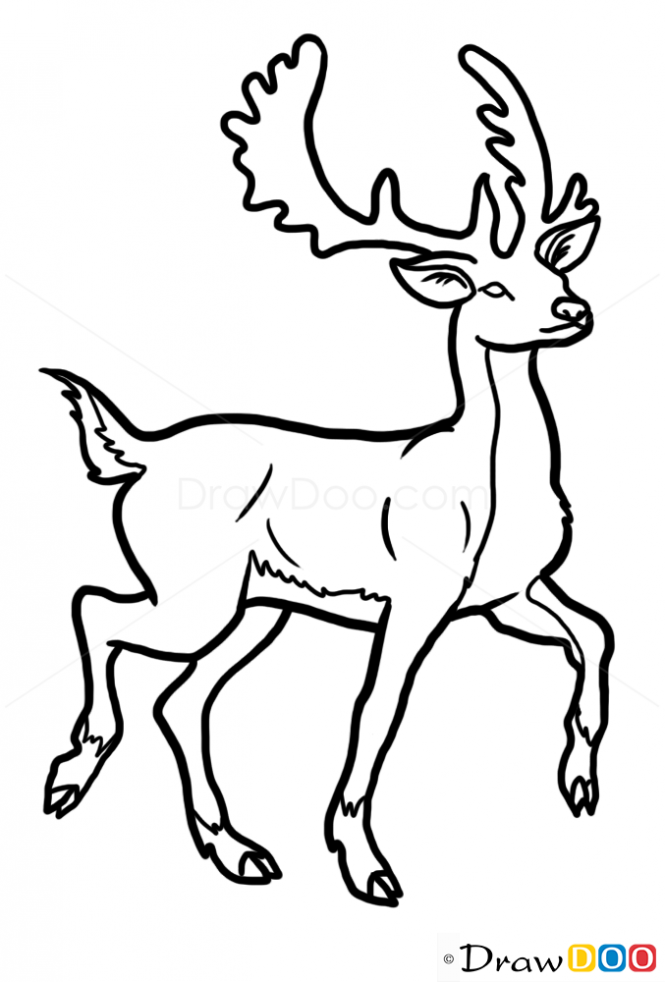 665x982 How To Draw Deer, Wild Animals Dibujo Wild Animals