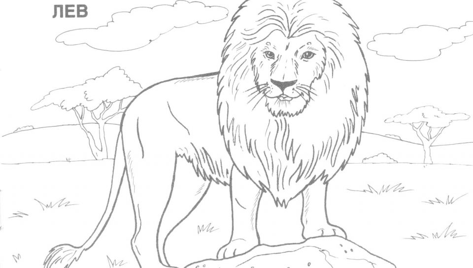 960x544 Lion Real Animals Coloring Pages For Kids Printable Wonderful