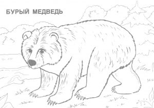 300x210 Sketch Of Wild Animals Sketch Of Wild Animals Pencil Drawing