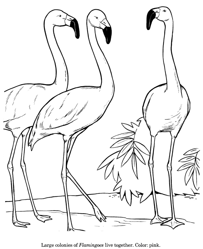 670x820 Animal Line Drawings Animal Drawings Coloring Pages Flamingo