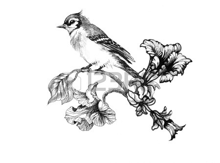 450x335 Wild Exotic Bird On Twig Royalty Free Cliparts, Vectors, And Stock
