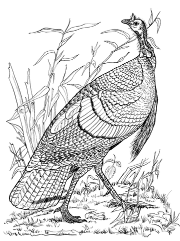 360x480 Wild Turkey Hen Coloring Page Free Printable Coloring Pages