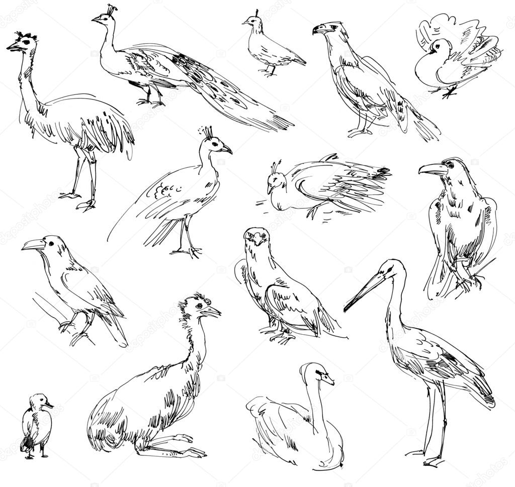 1024x969 Wild Birds Stock Photo Kharlamova Lv