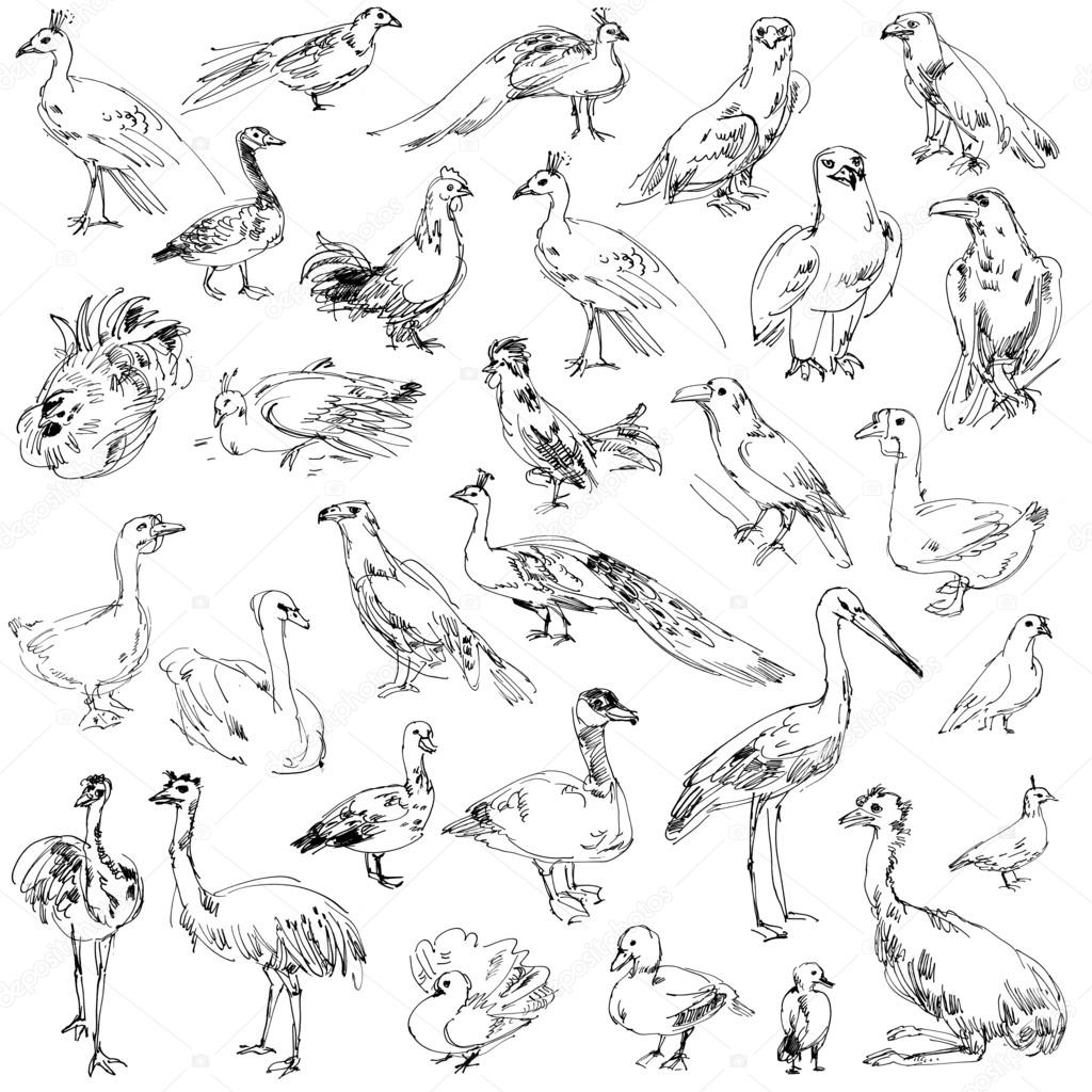 1024x1024 Wild Birds Stock Photo Kharlamova Lv