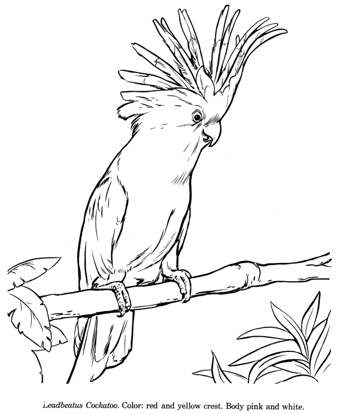 670x820 Animal Drawings Coloring Pages Leadbeatus Cockatoo Animal