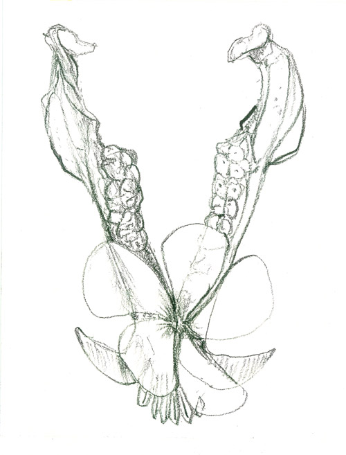 500x657 Mac James Paintings And Drawings, Kaua'I, Hawai'I