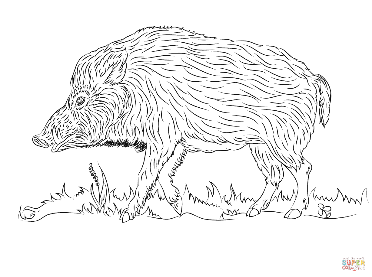 1228x916 Wild Boar Walks Coloring Page Free Printable Coloring Pages