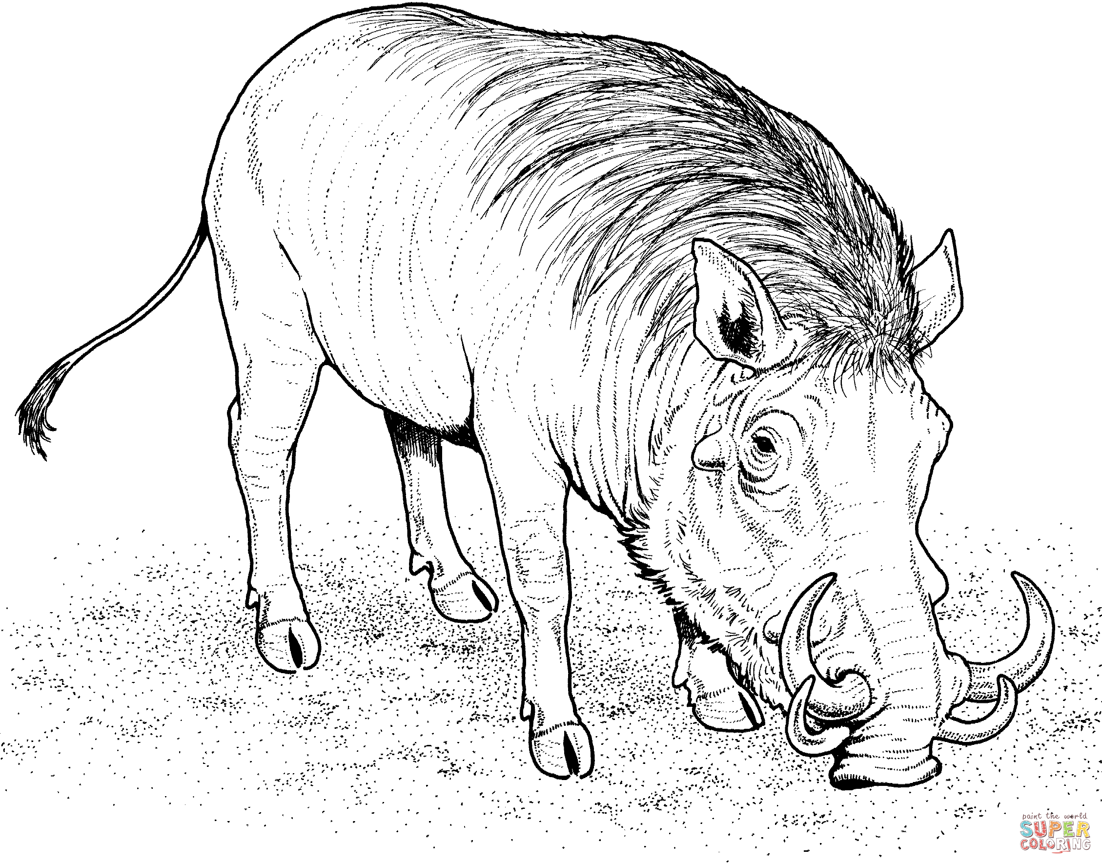 2258x1770 Wild Pig Coloring Pages Pen And Ink Sketches