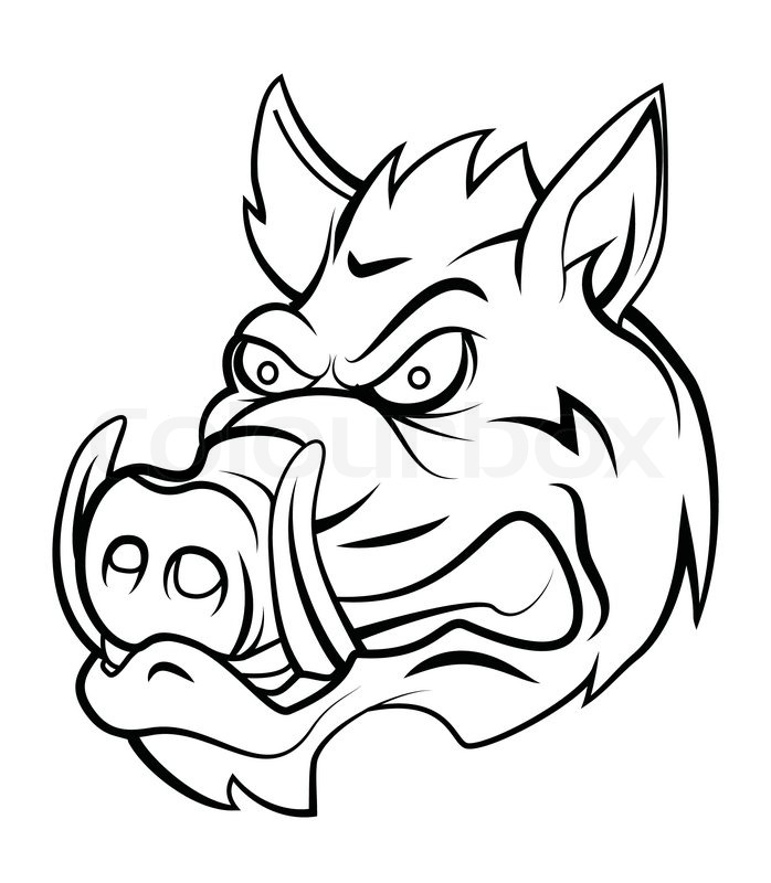 698x800 Wild Boar Head Stock Vector Colourbox