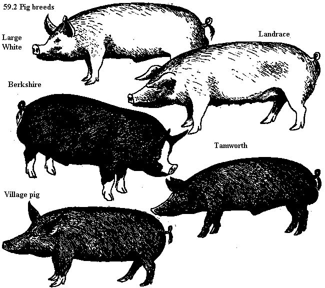 650x576 E5098ace21982ff8df5917ddb7f74e90 Wild Hogs Hog Hunting.jpg (650