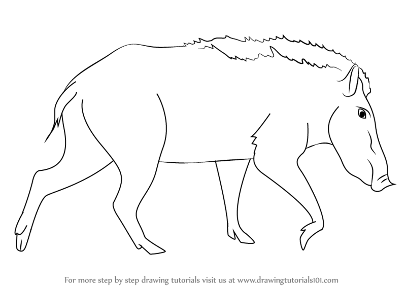 800x566 Learn How To Draw A Indian Boar (Wild Animals) Step By Step