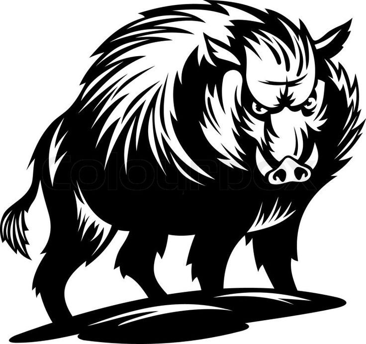 736x692 Drawn Boar Big