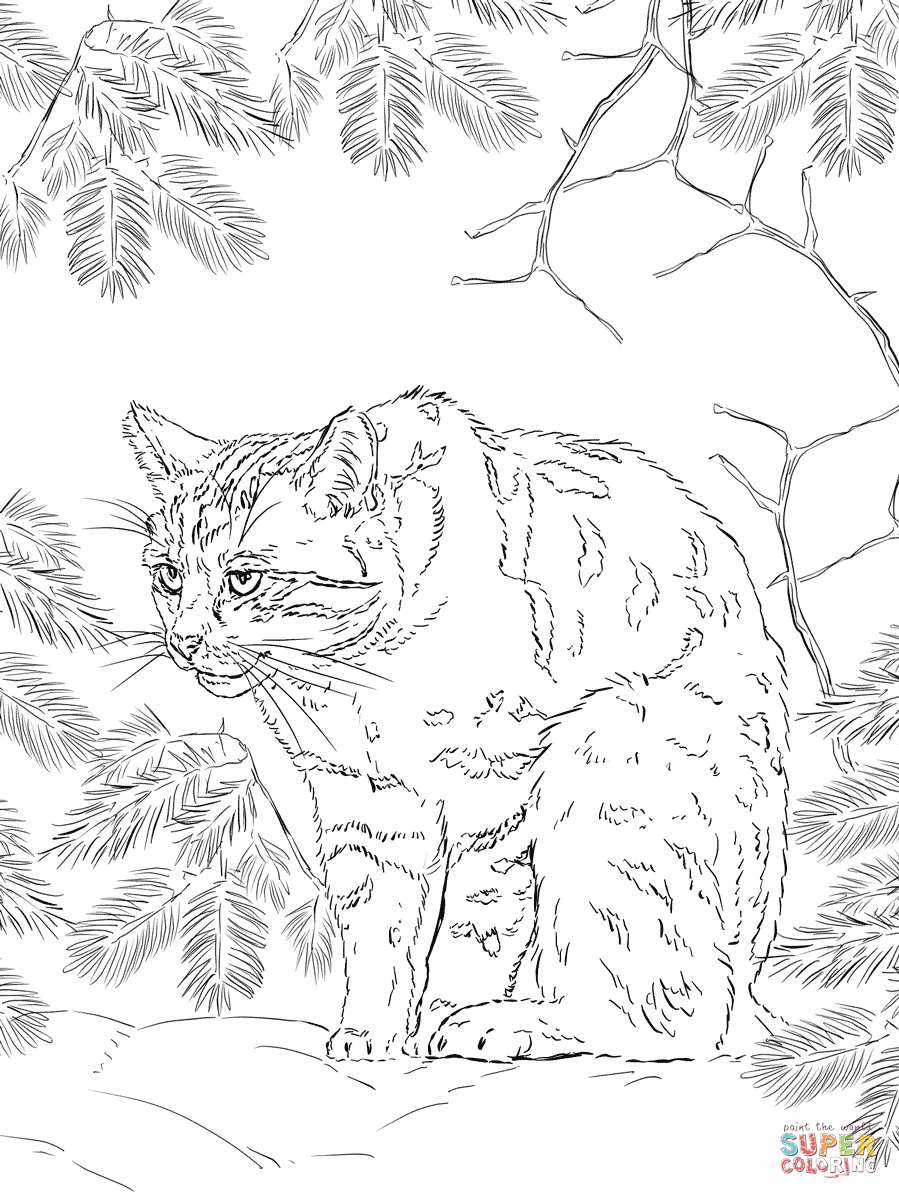 899x1199 Scottish Wildcat Coloring Page Free Printable Coloring Pages