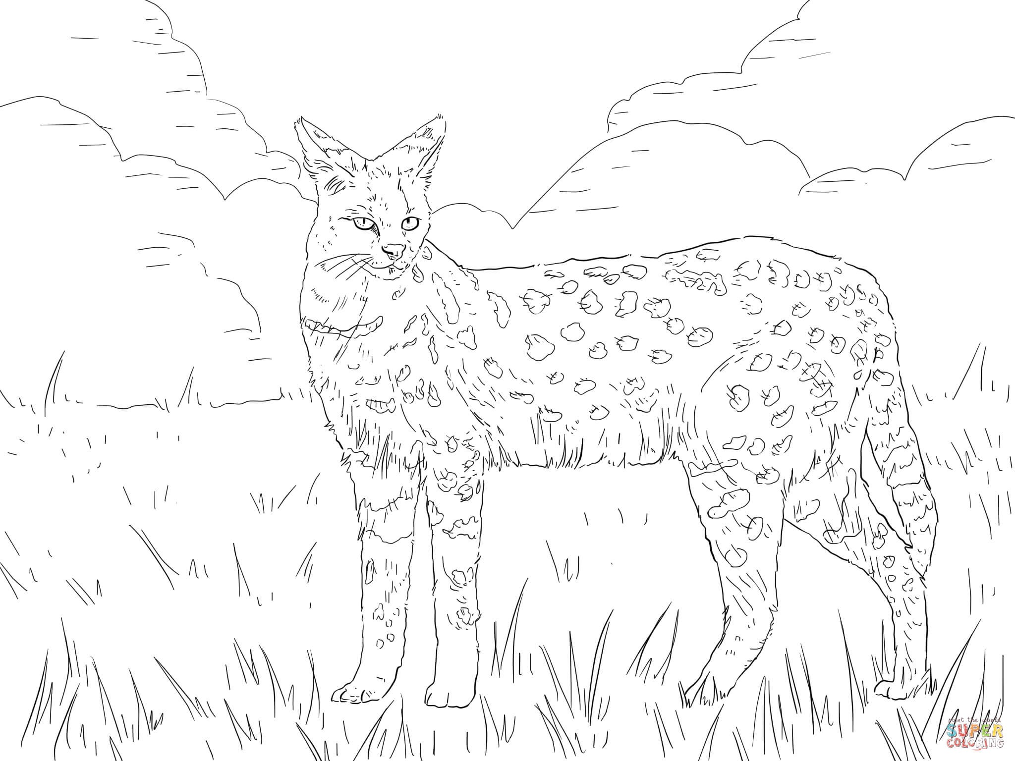 2048x1536 Serval Animal Coloring Pages Luxury Serval African Wild Cat