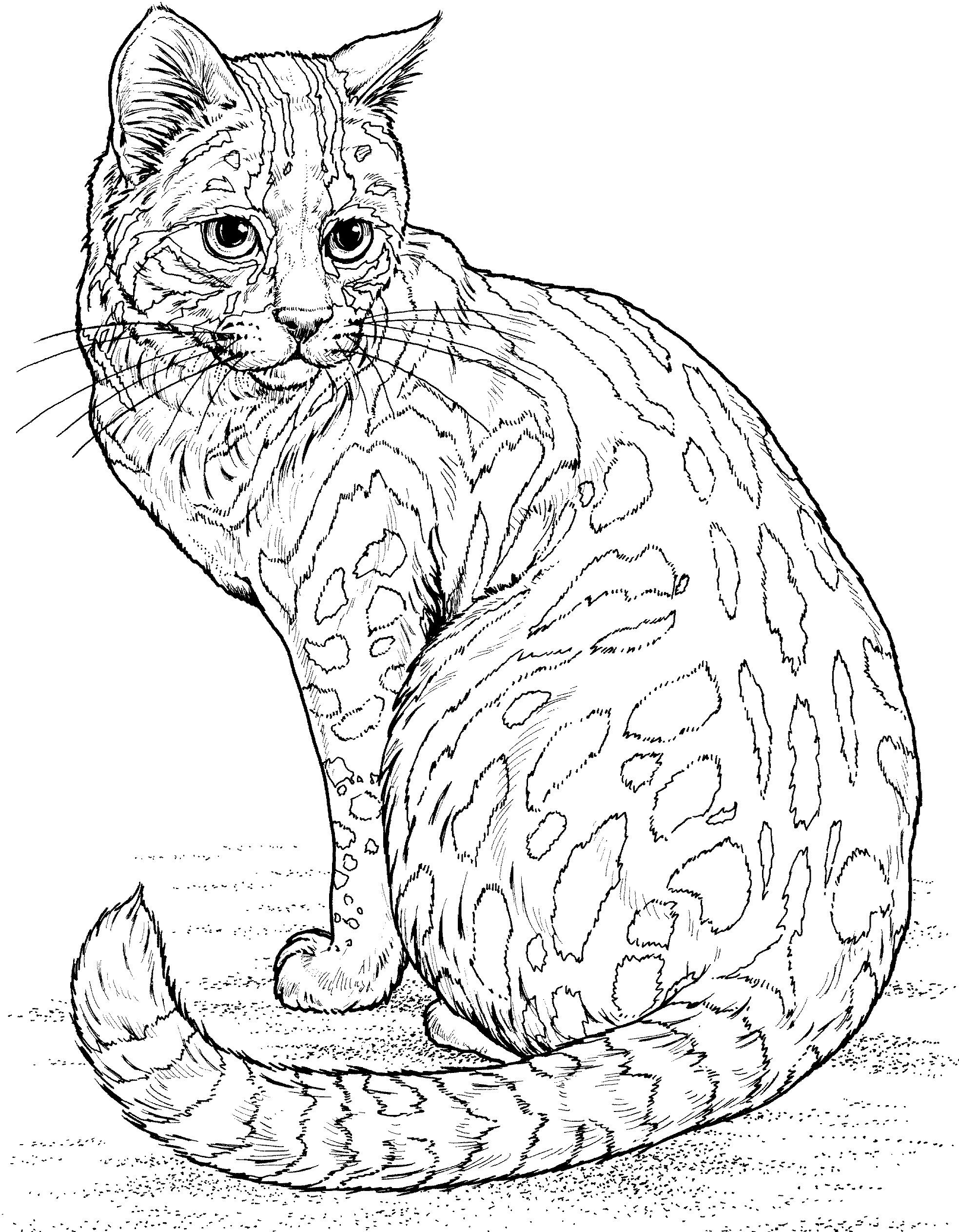 1967x2525 Wild Cat Coloring Pages Colorings' World